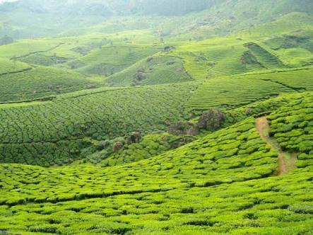Tea Gardens
