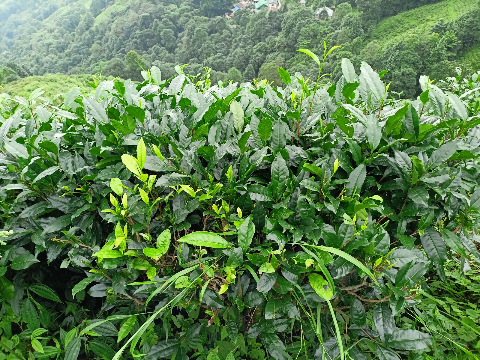 Tea Gardens