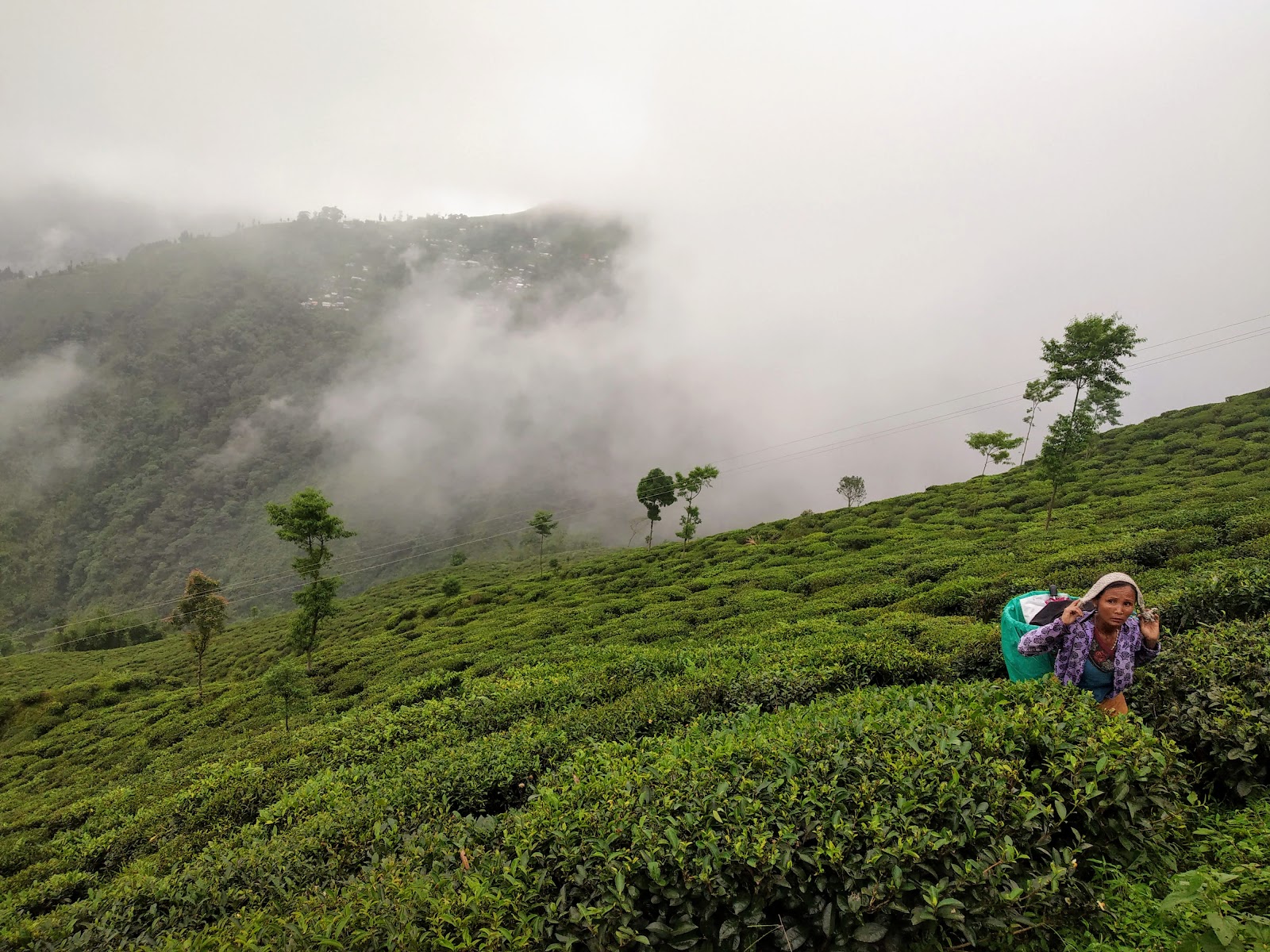 Tea Gardens