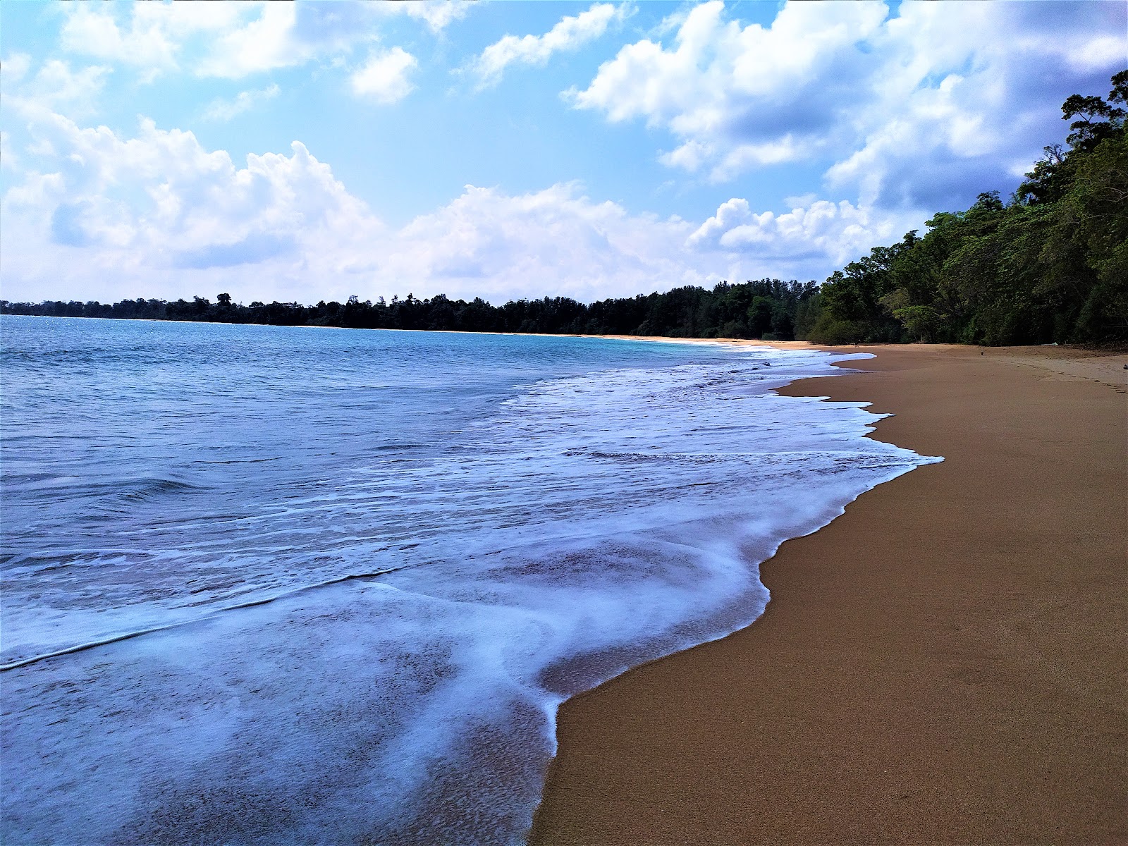 Little Andaman Forest