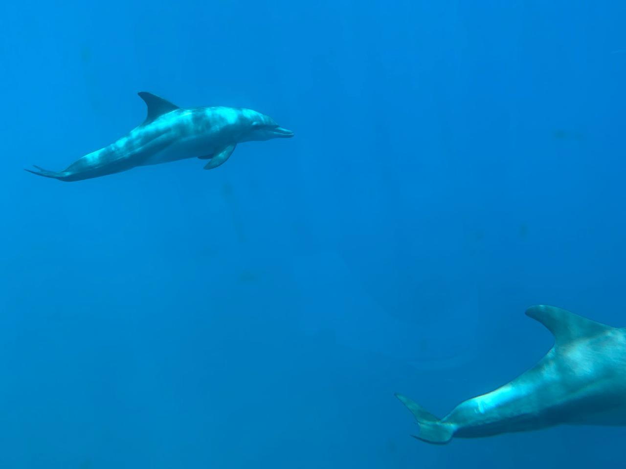 Coral Reef Exploration