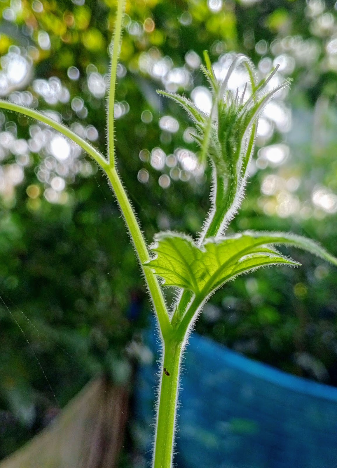 Little Nicobar Beach