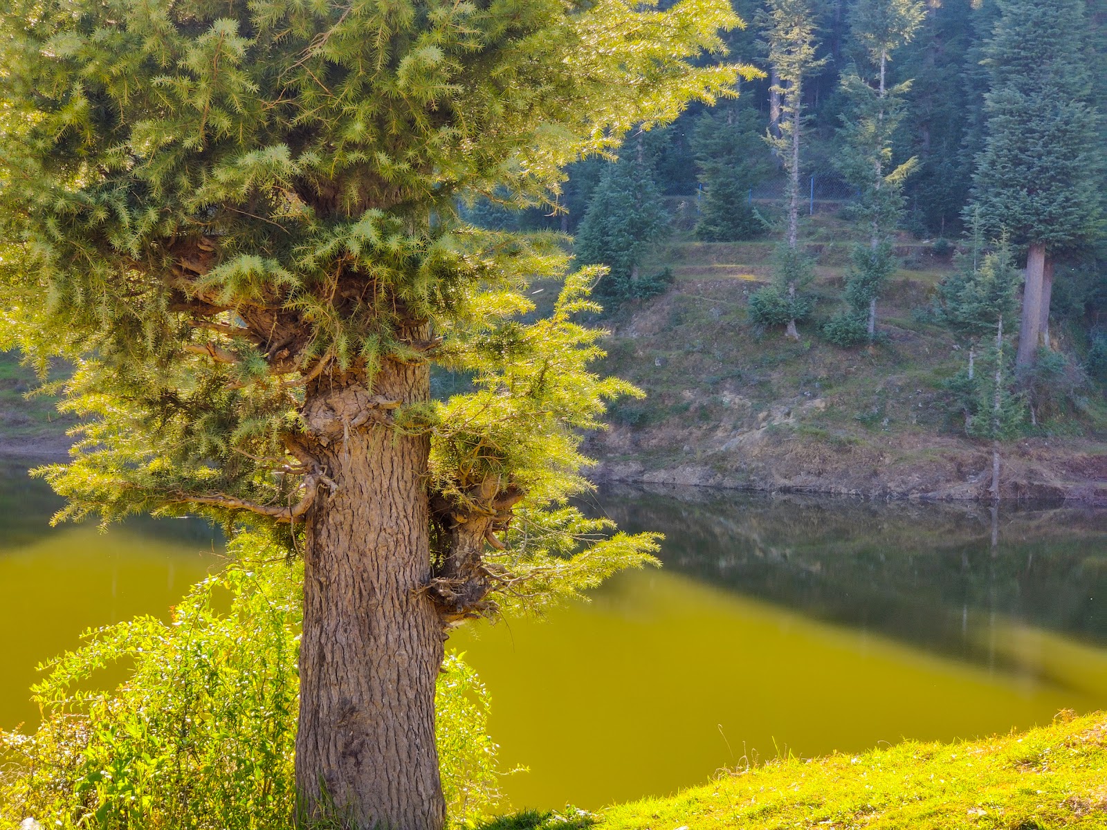 Lohaghat Nature Park