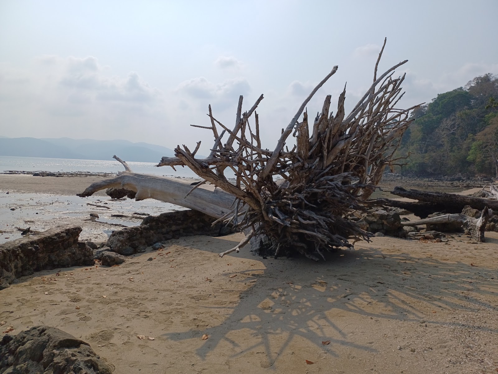 Turtle Nesting Spots