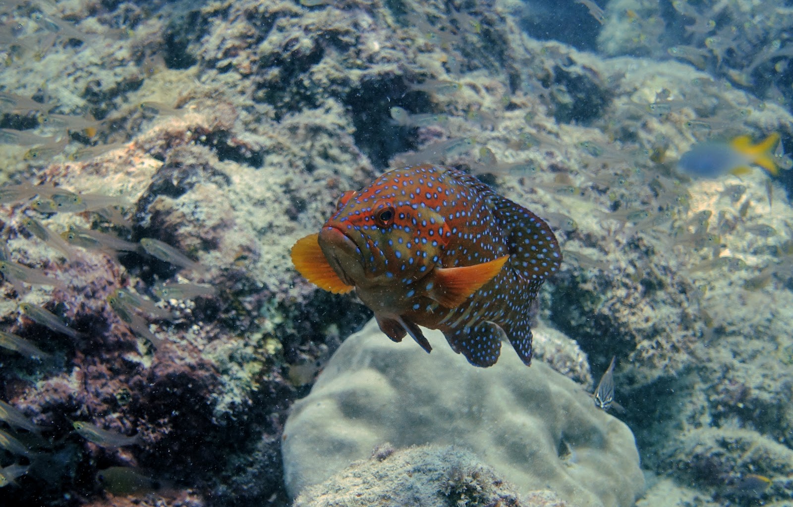 Coral Reef Exploration
