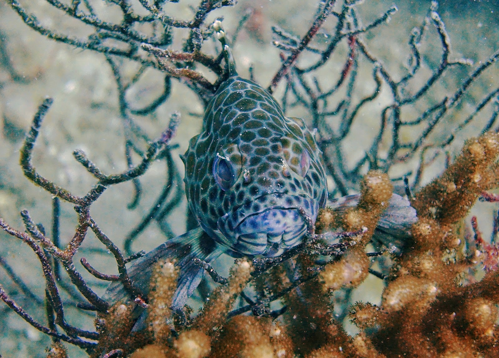 Coral Reef Exploration