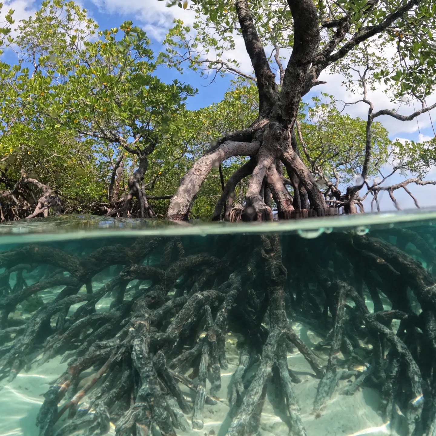 Coral Reef Exploration