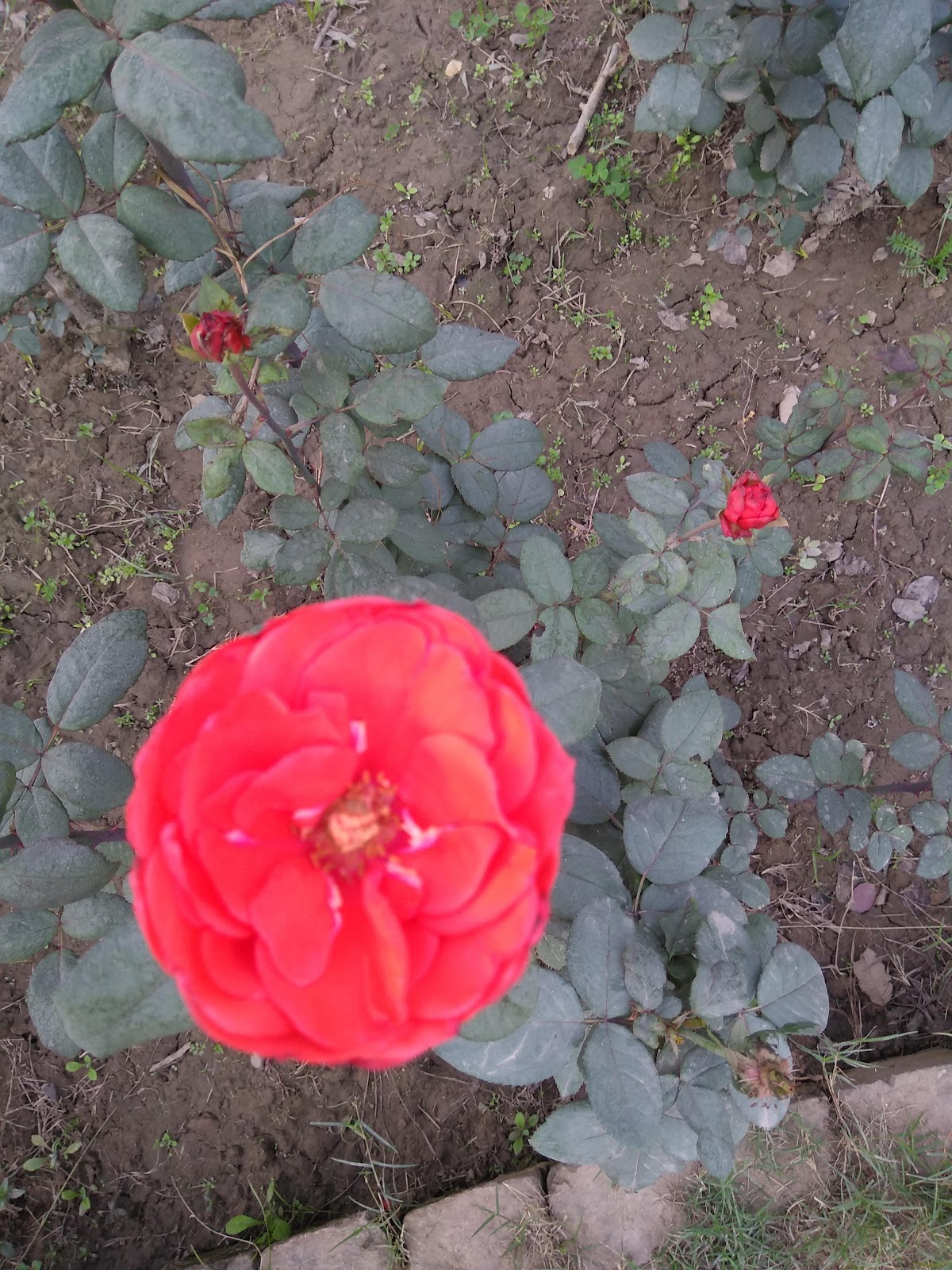 Nehru Rose Garden