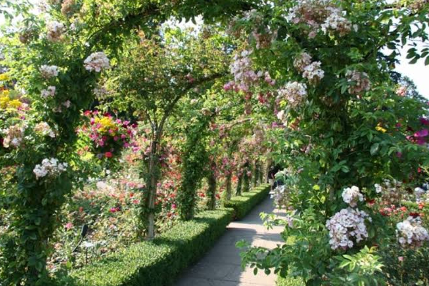 Nehru Rose Garden