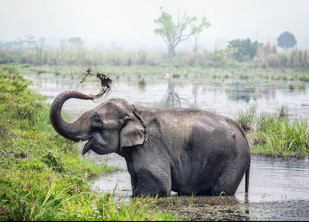 Chitwan National Park