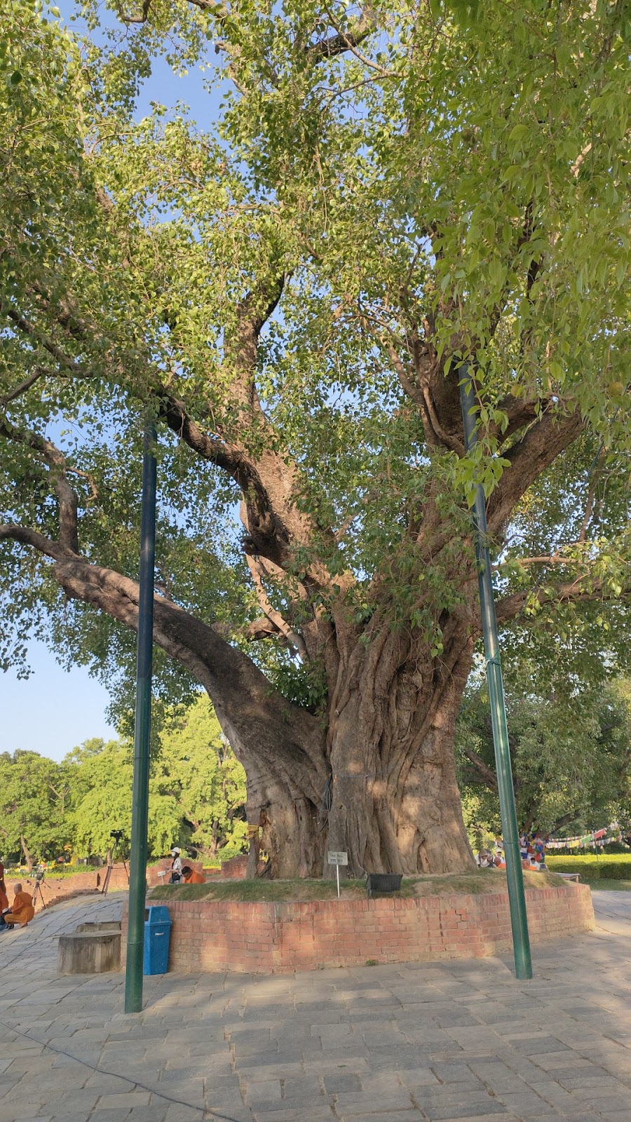 Lumbini's Sacred Pond