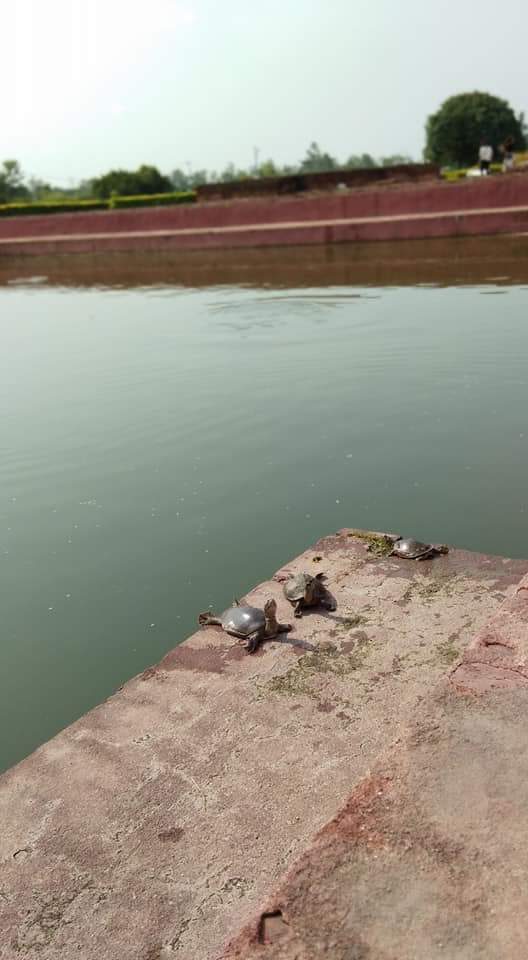 Lumbini's Sacred Pond