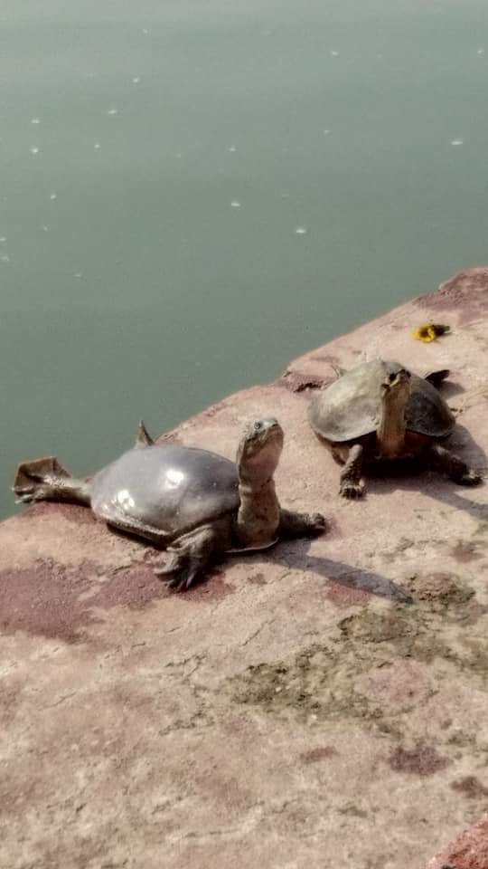 Lumbini's Sacred Pond