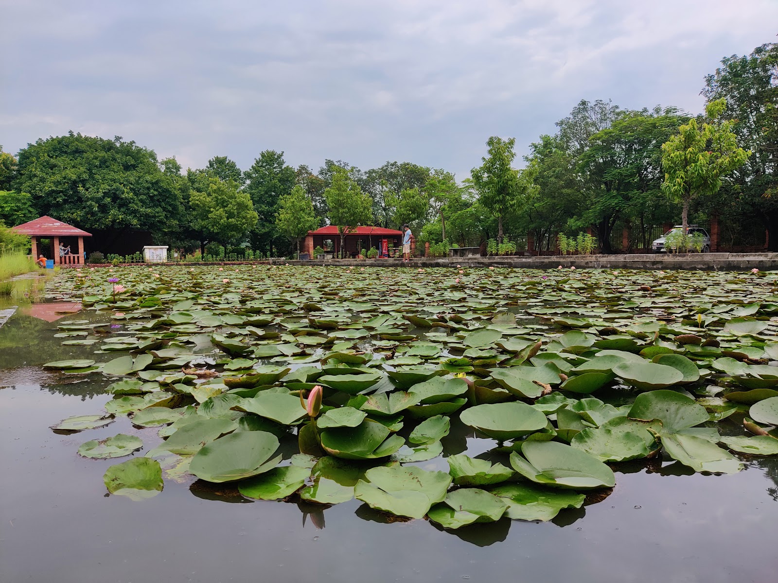 World Peace Pagoda