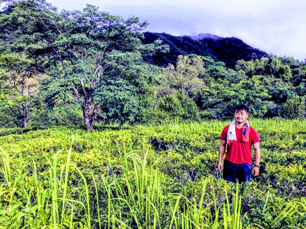 Tea Gardens of Lunglei