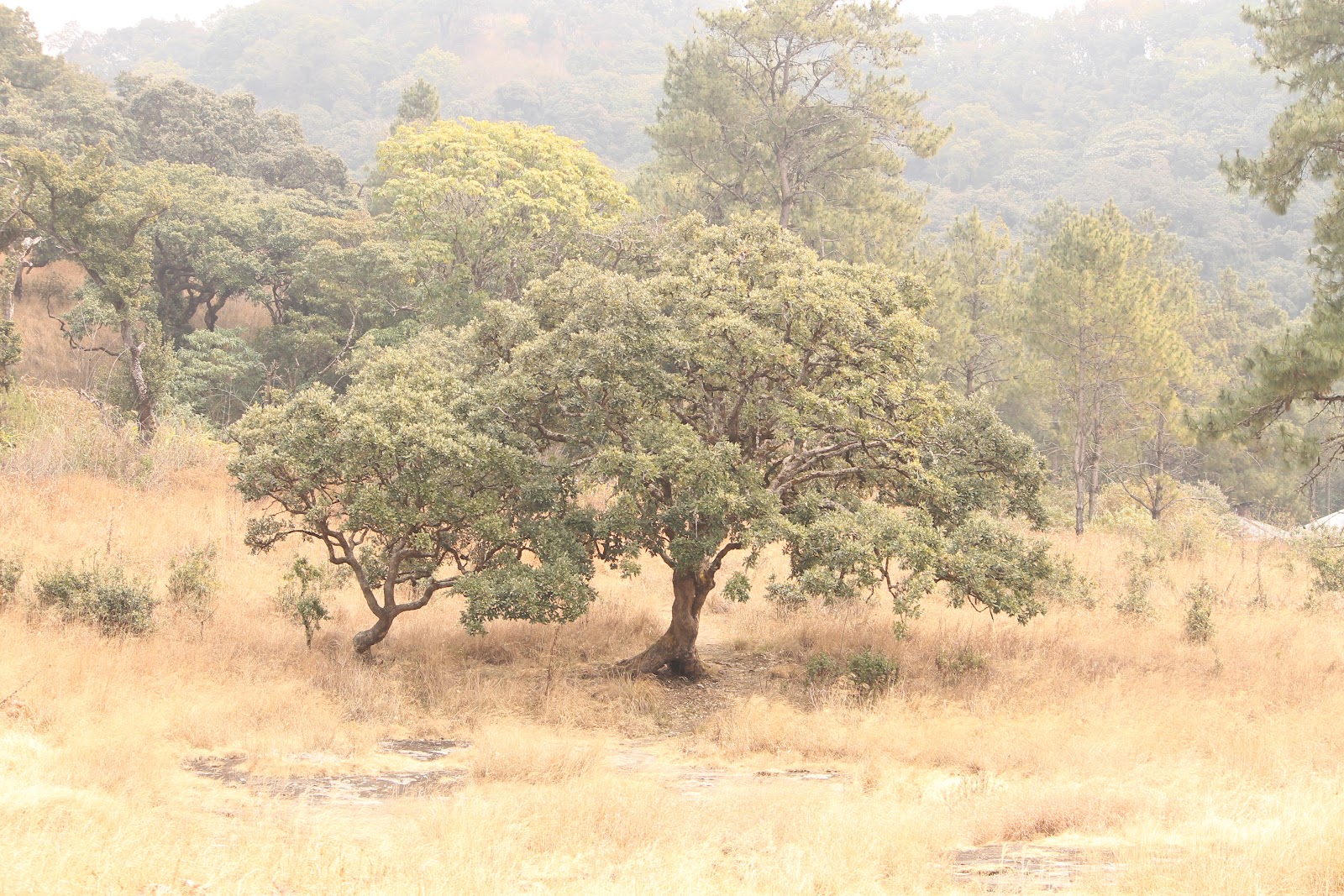 Phawngpui National Park