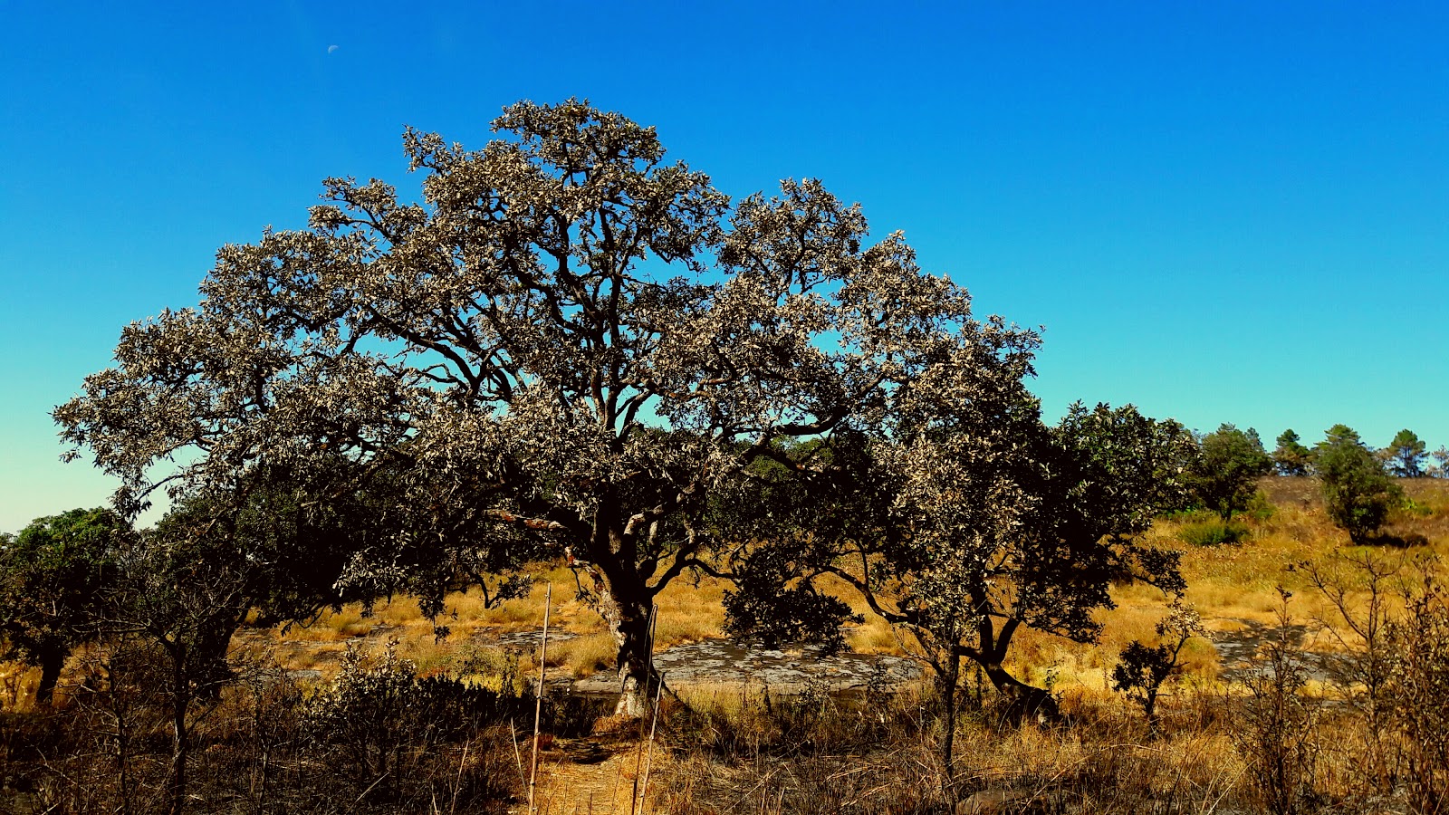 Phawngpui National Park