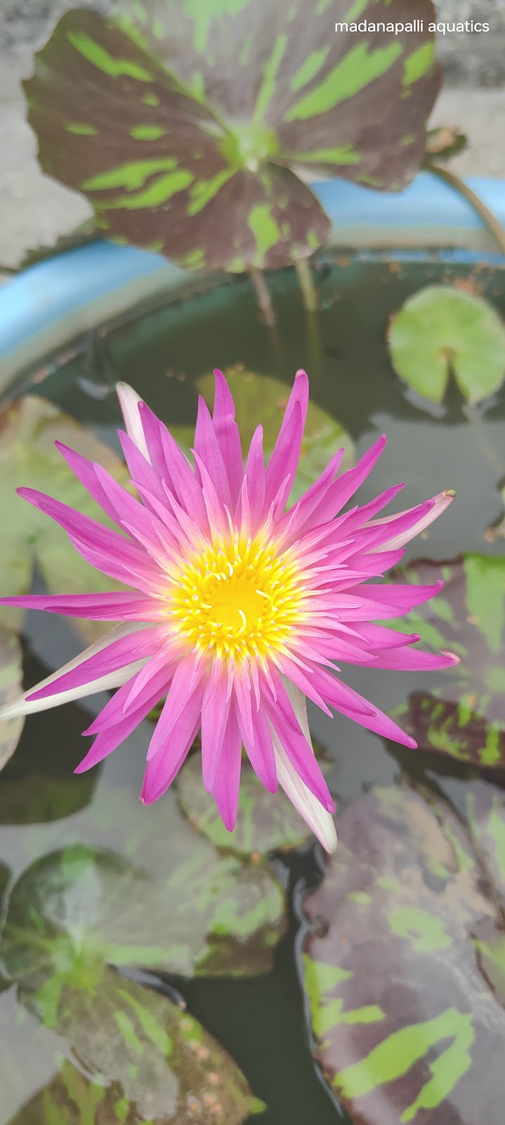 Madanapalle Botanical Garden