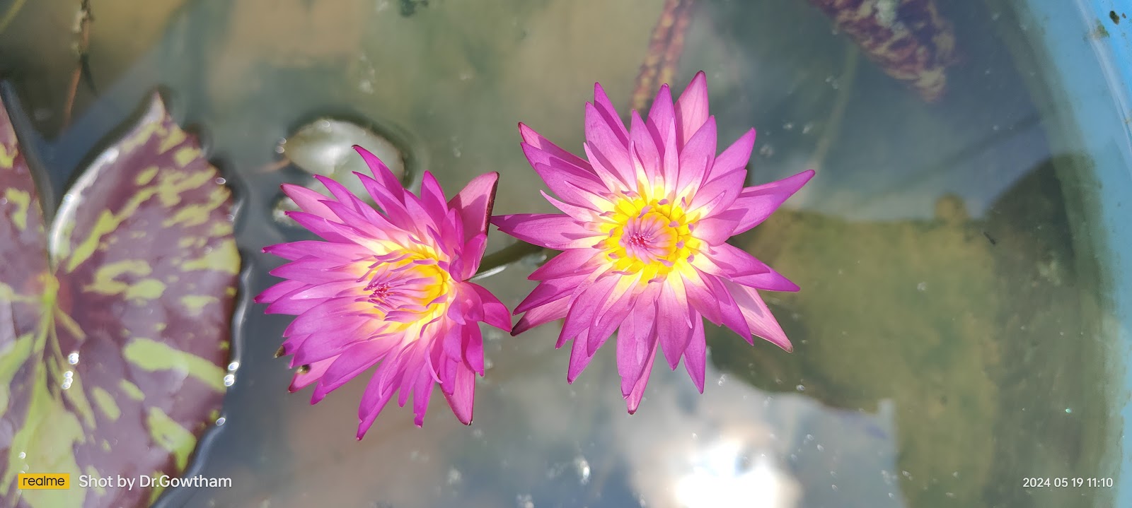 Madanapalle Botanical Garden