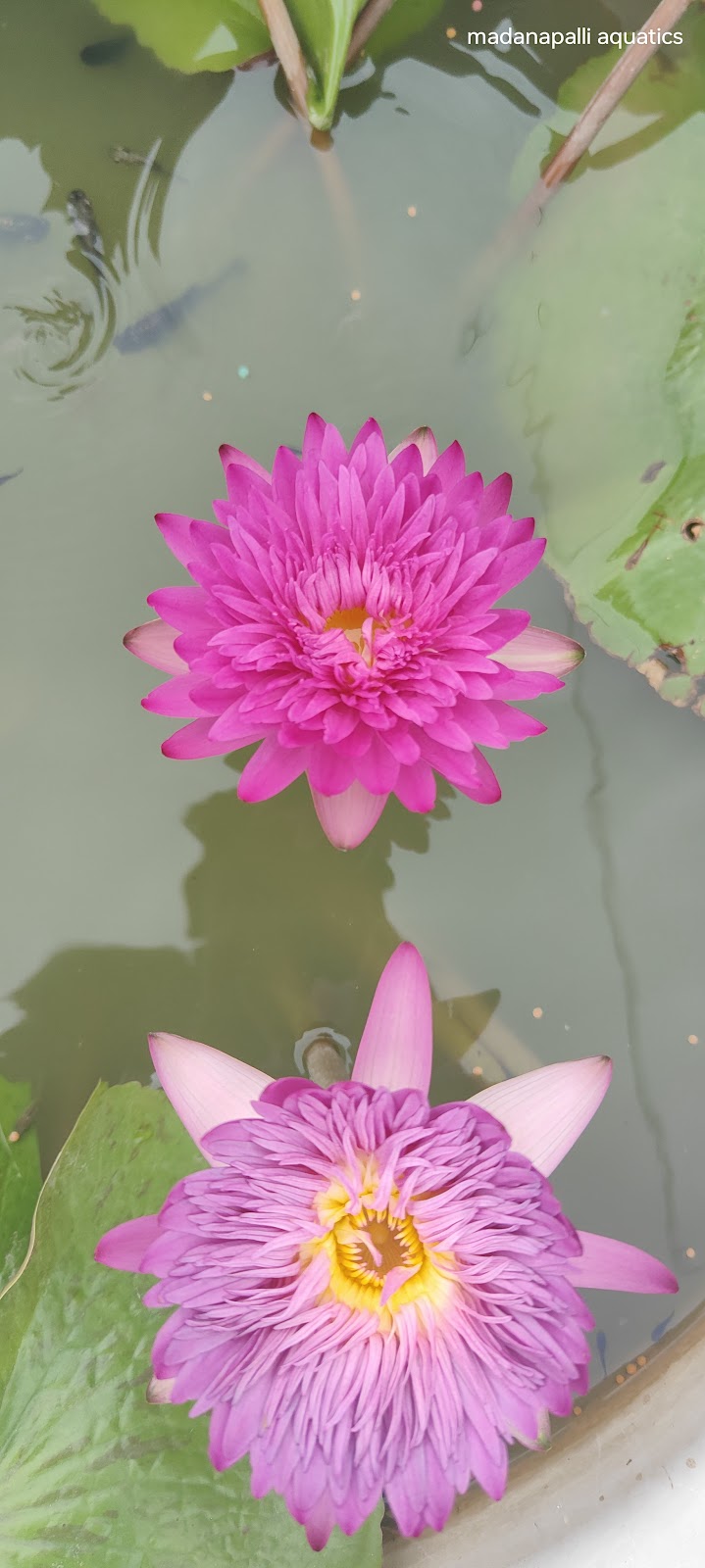 Madanapalle Botanical Garden