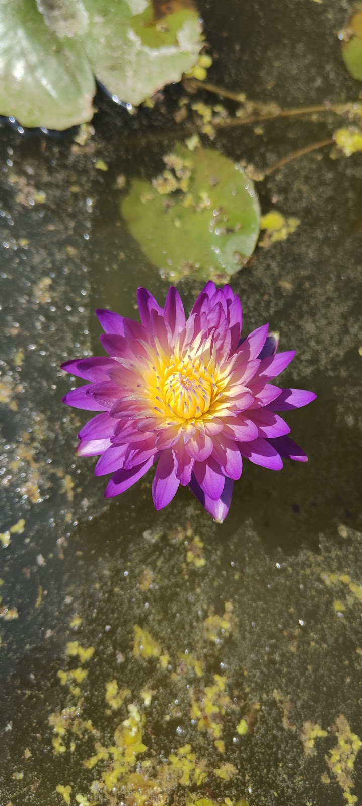 Madanapalle Botanical Garden