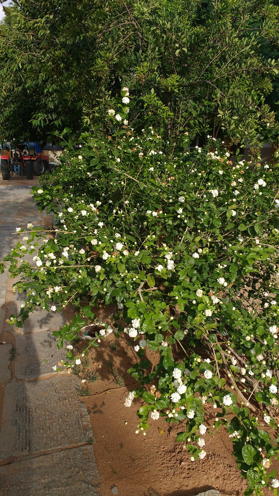 Sri Ramana Maharshi Ashram