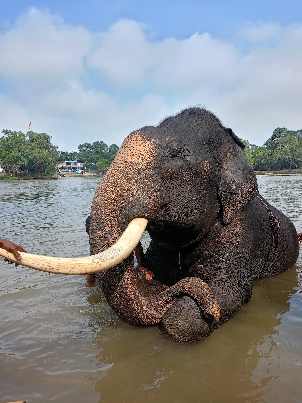 Dubare Elephant Camp