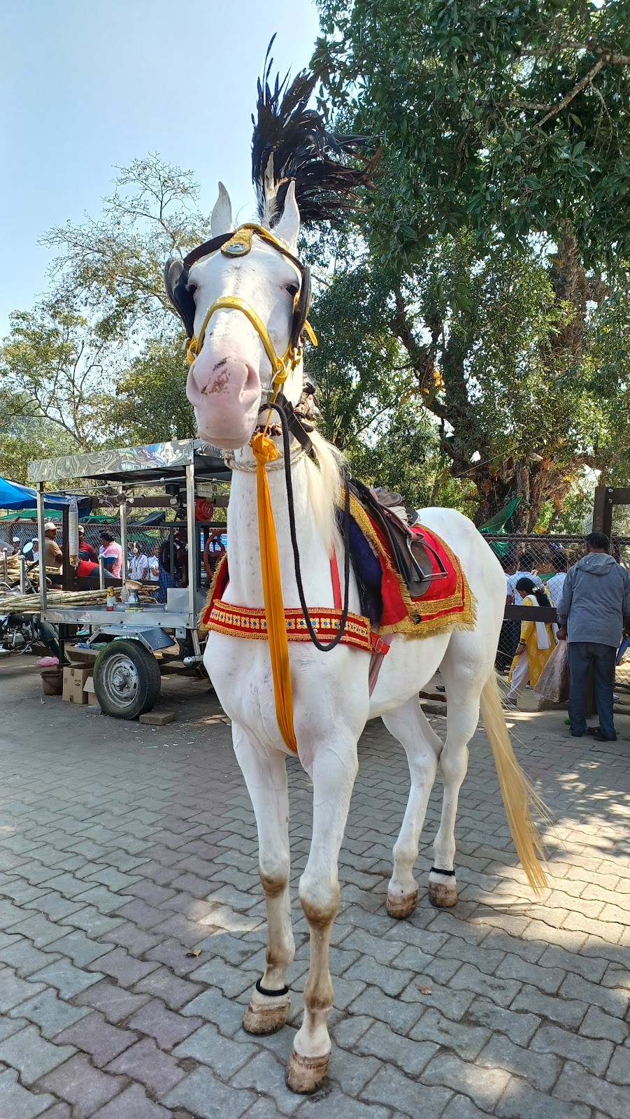 Dubare Elephant Camp