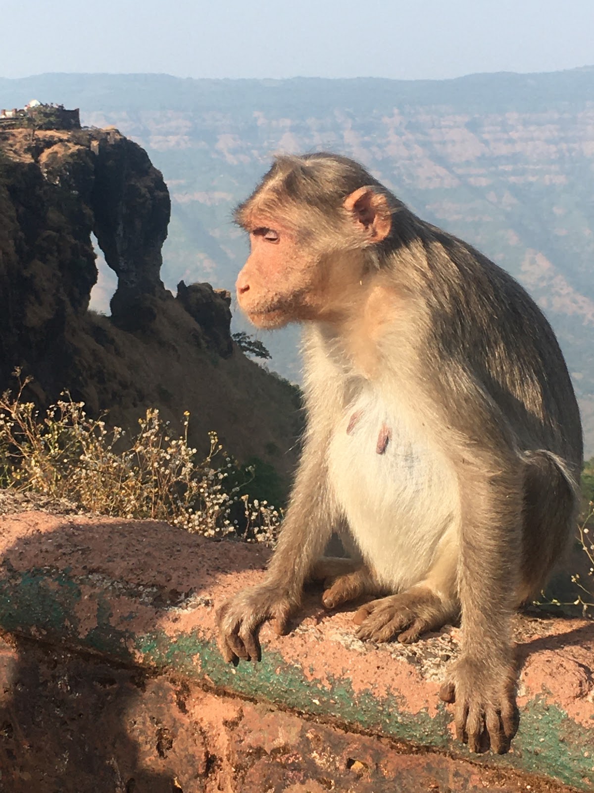 Elephant's Head Point