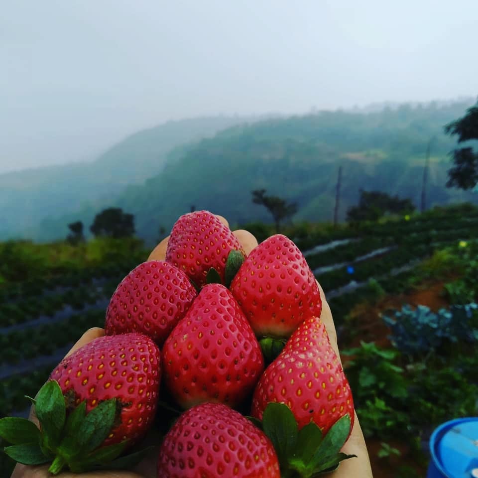 Strawberry Farms