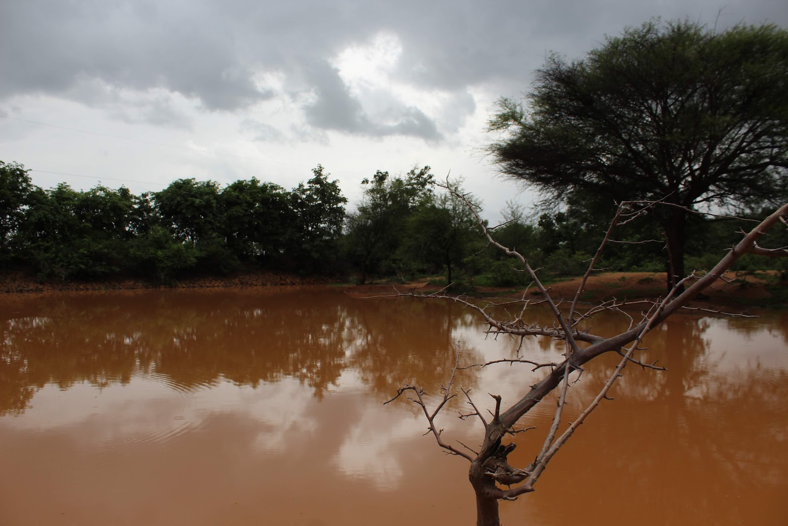 Local Lakes and Birding Spots
