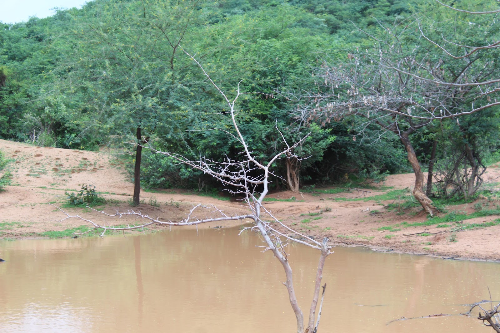 Local Lakes and Birding Spots