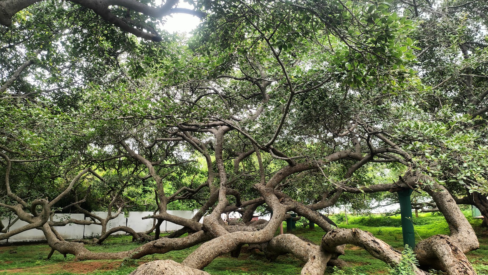 Pillalamarri Ancient Banyan Tree