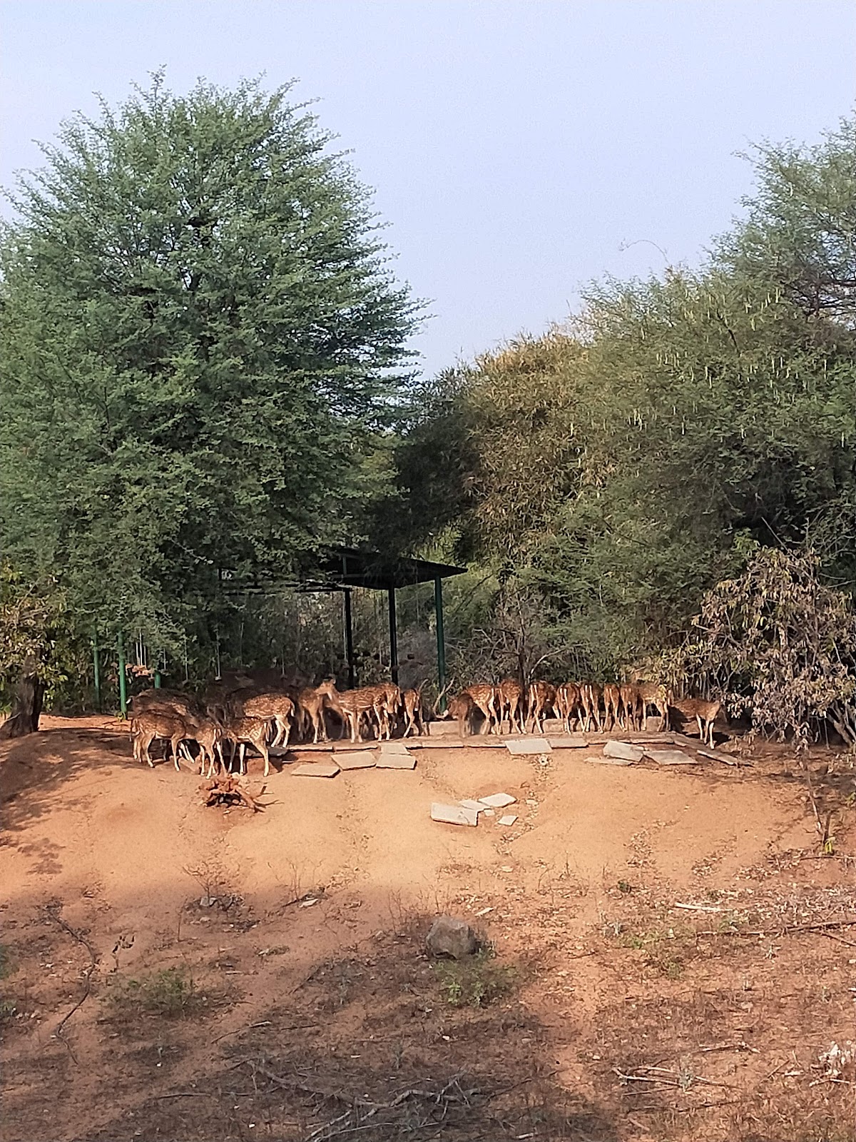 Pillalamarri Ancient Banyan Tree