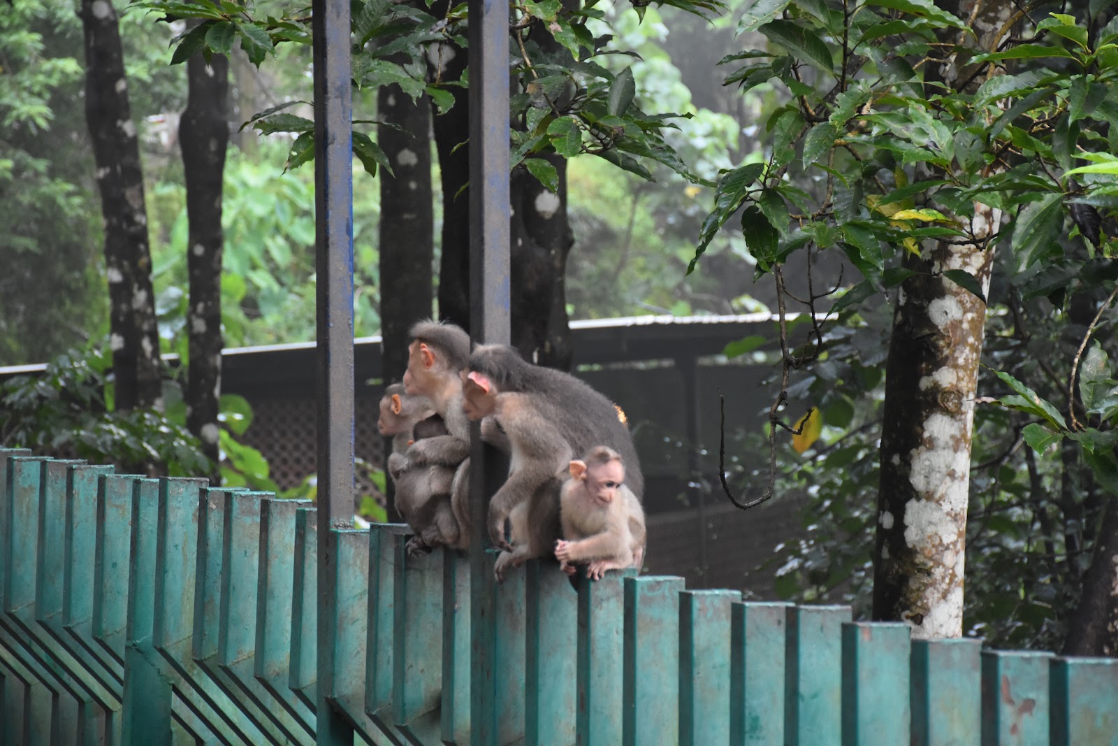 Athirappilly Waterfalls