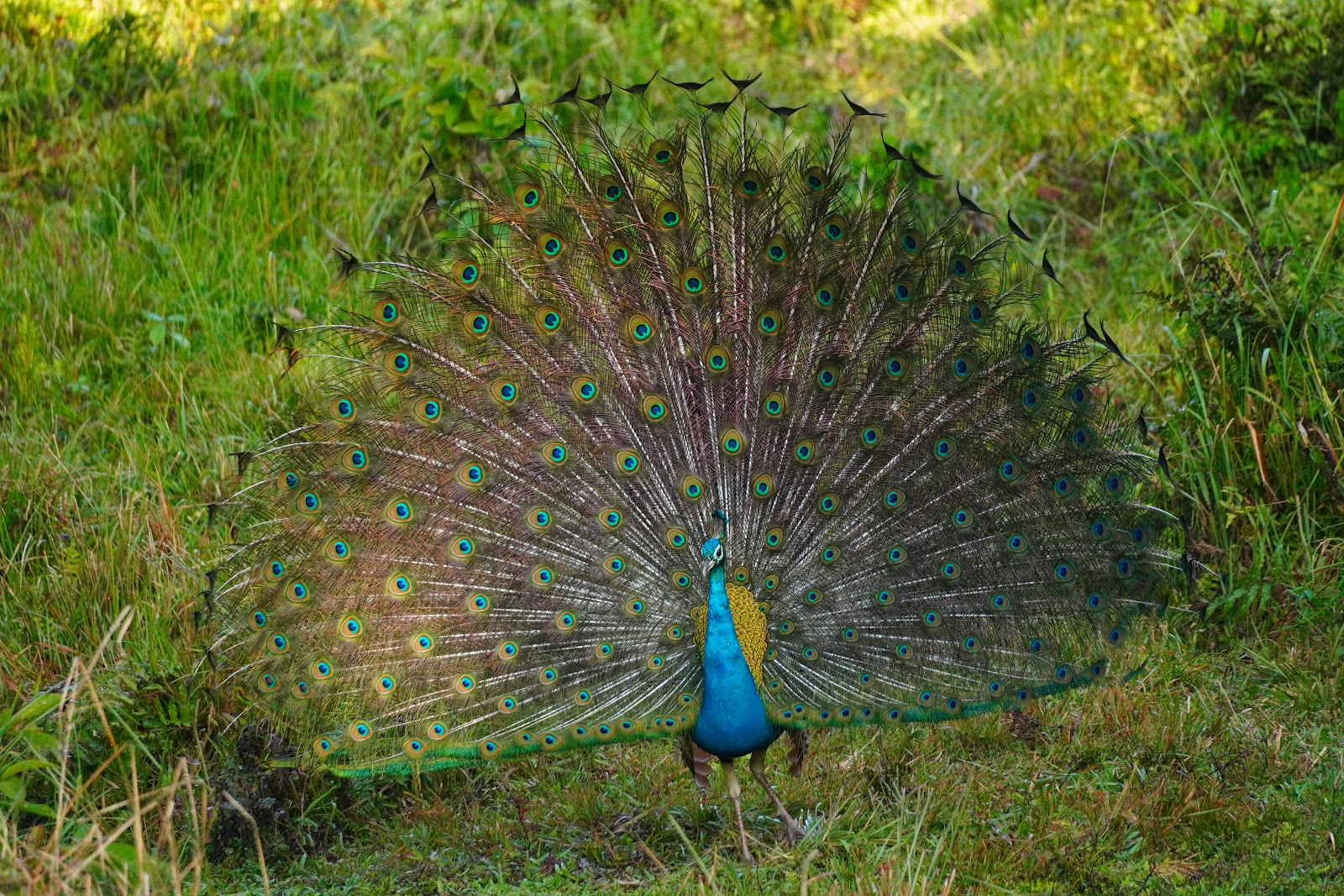 Manas National Park Visitor Center