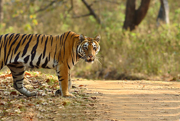 Mandla, Madhya Pradesh: Travel, Culture, & Things to Do