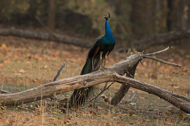Kanha National Park