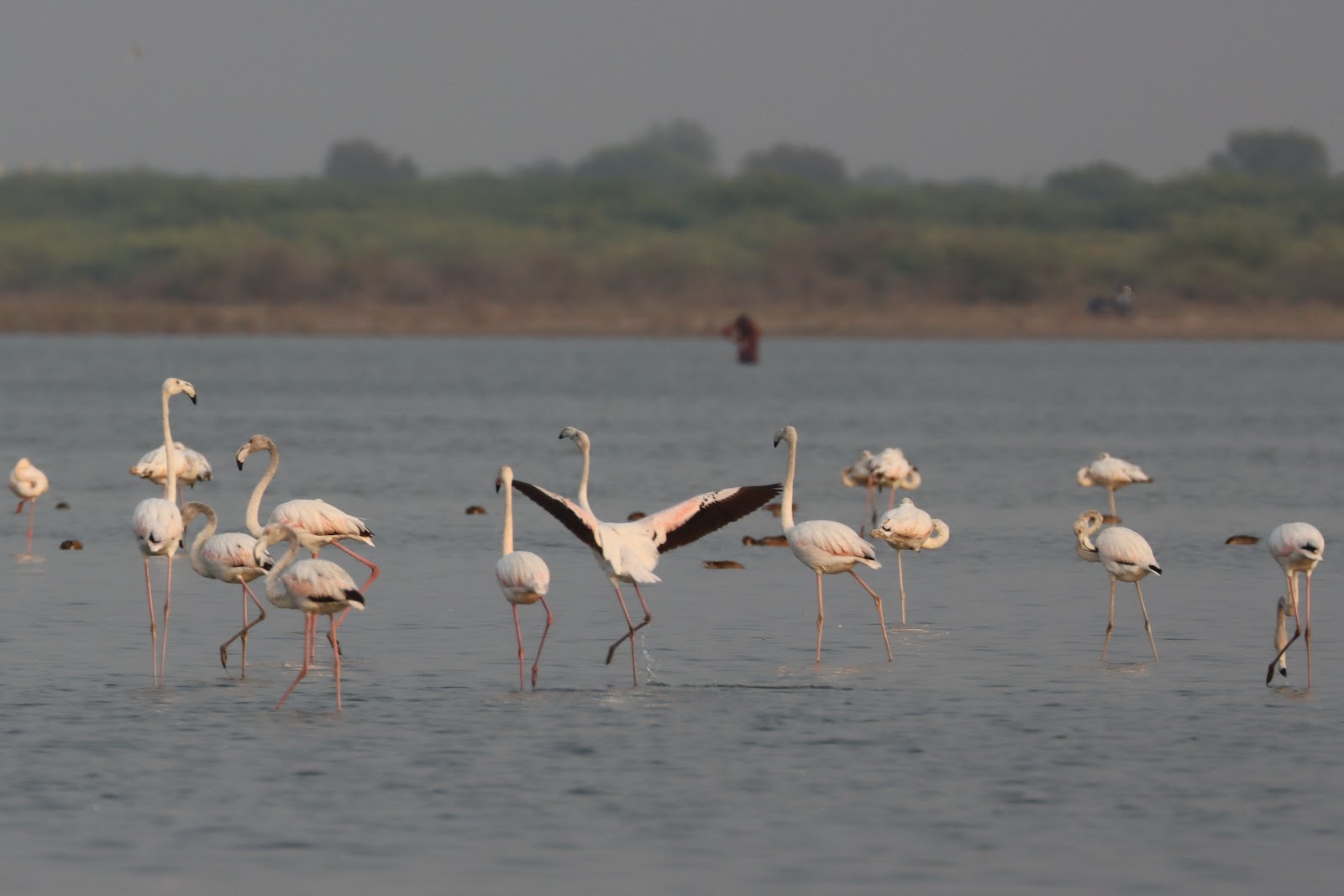 Little Rann of Kutch