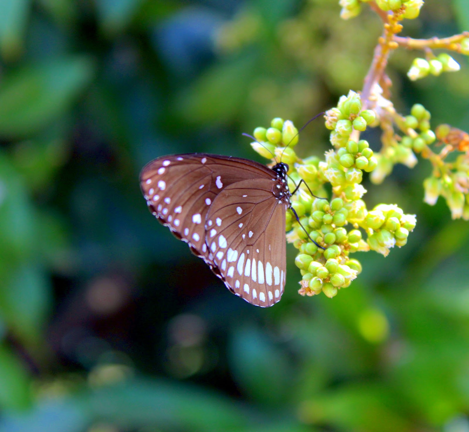 Kokkrebellur Bird Sanctuary