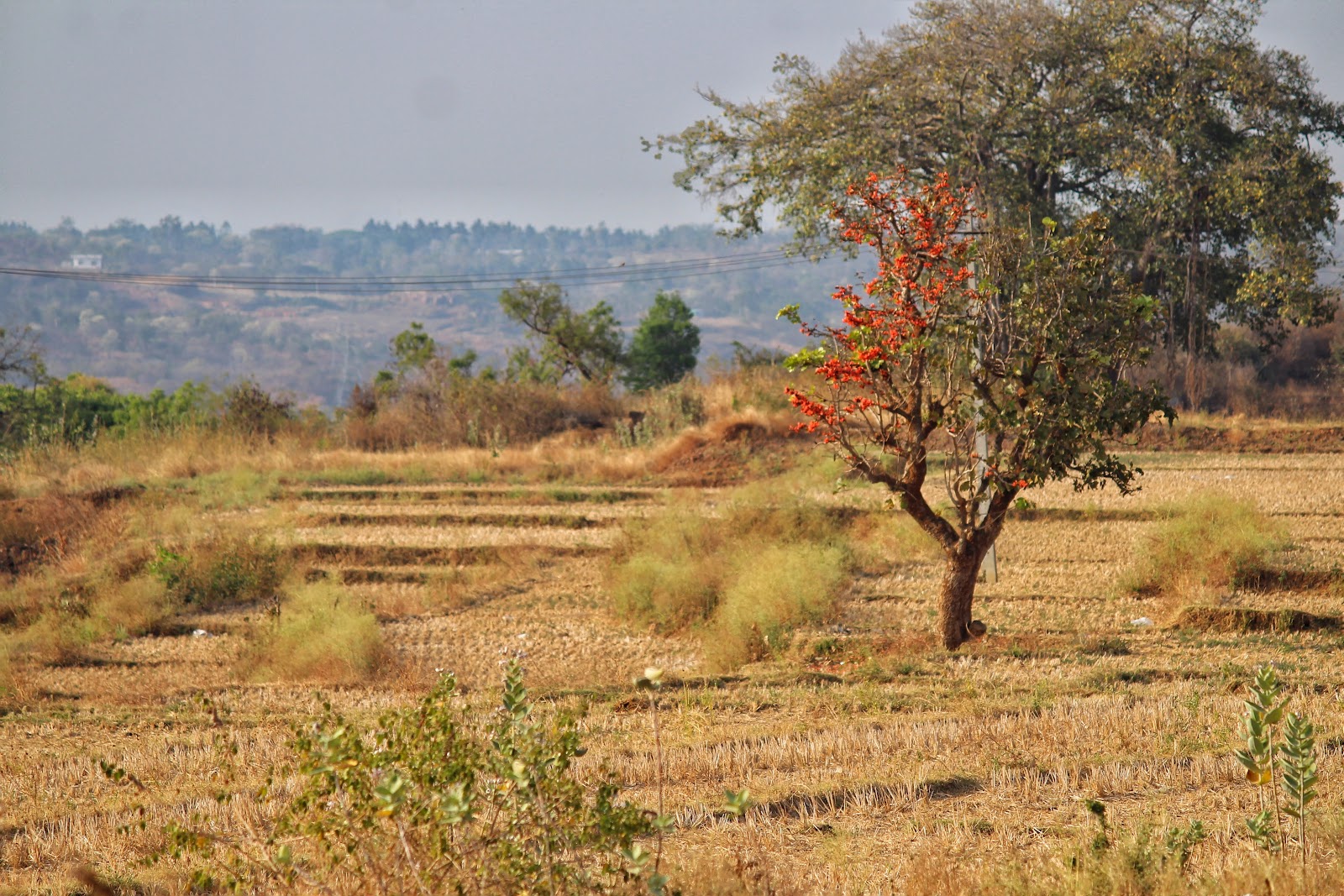 Shivanasamudra Falls