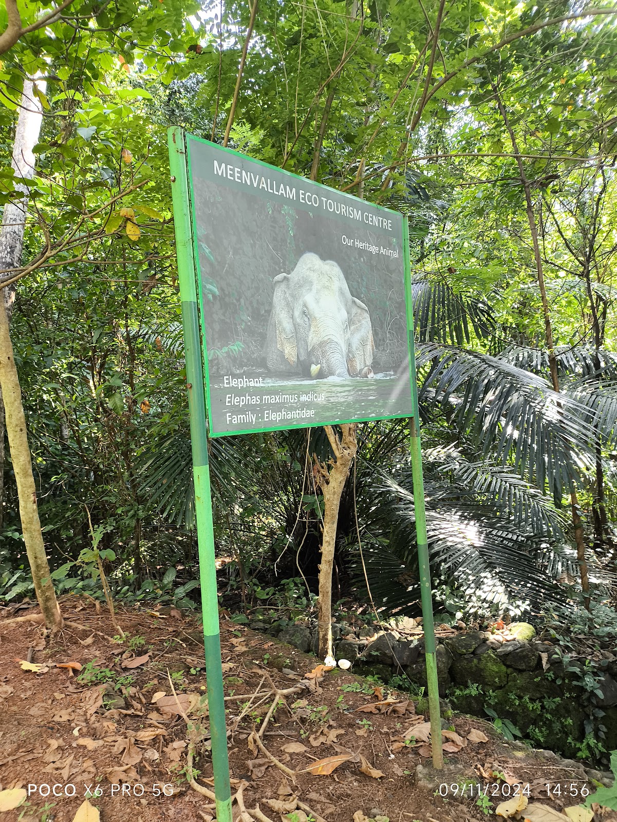 Meenvallam Waterfalls