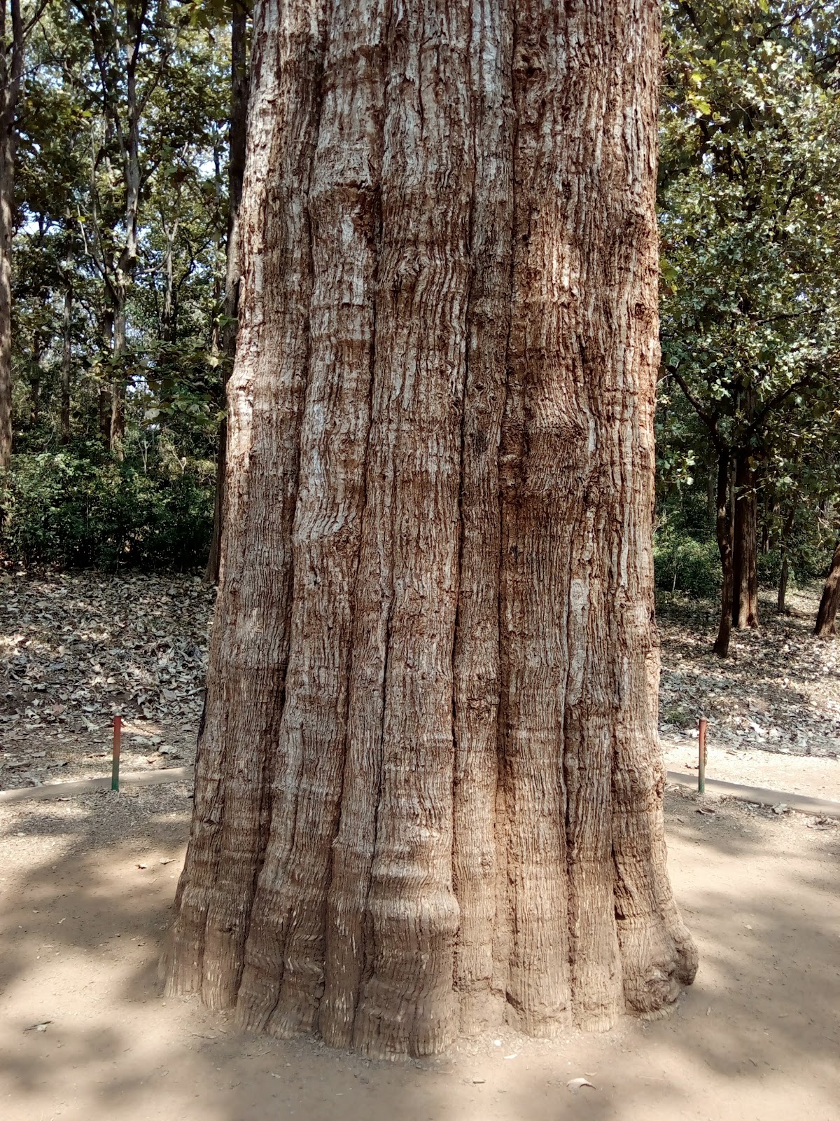 Parambikulam Tiger Reserve