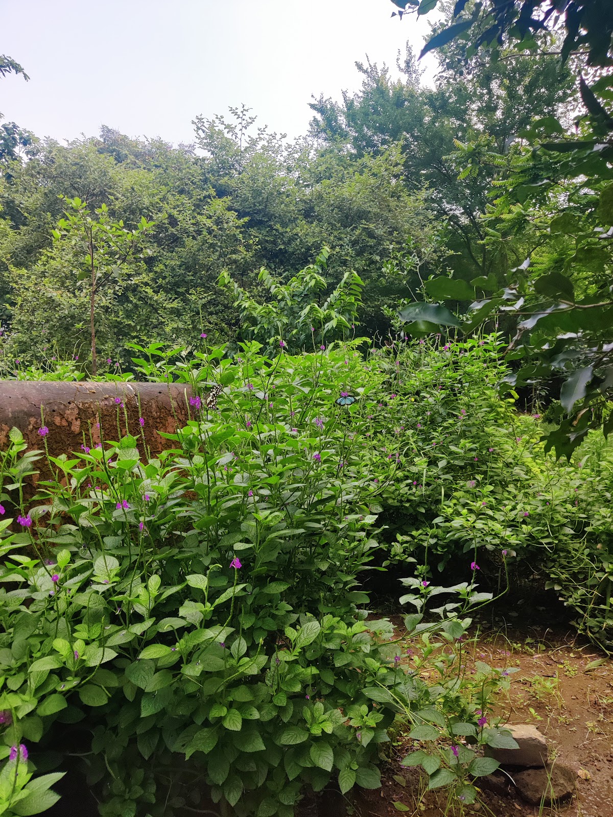 Maharashtra Nature Park