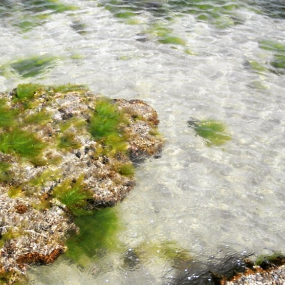 Pirotan Island Marine Reserve Gujarat India