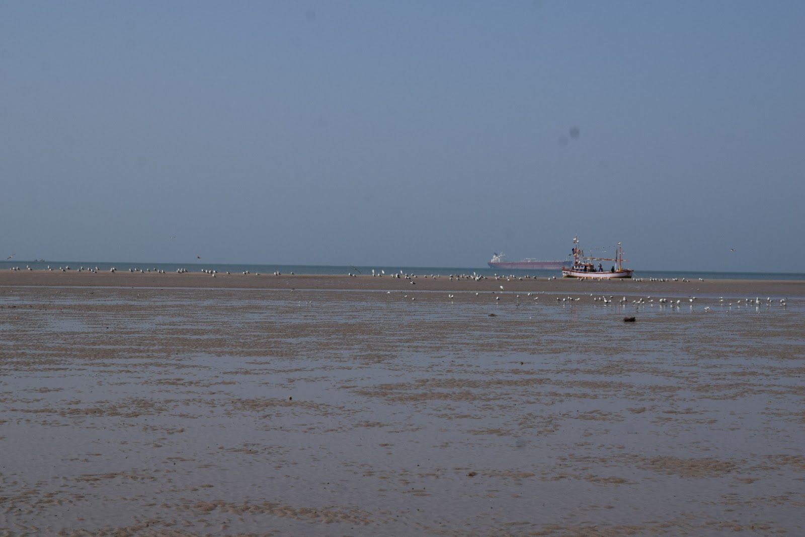 Pirotan Island Marine Reserve Gujarat India