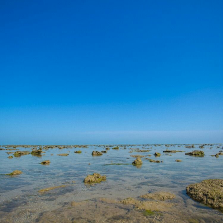 Pirotan Island Marine Reserve Gujarat India