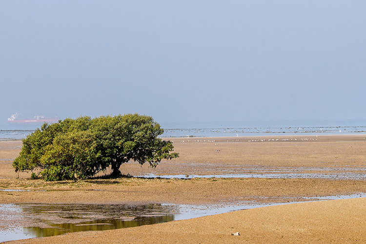 Pirotan Island Marine Reserve Gujarat India