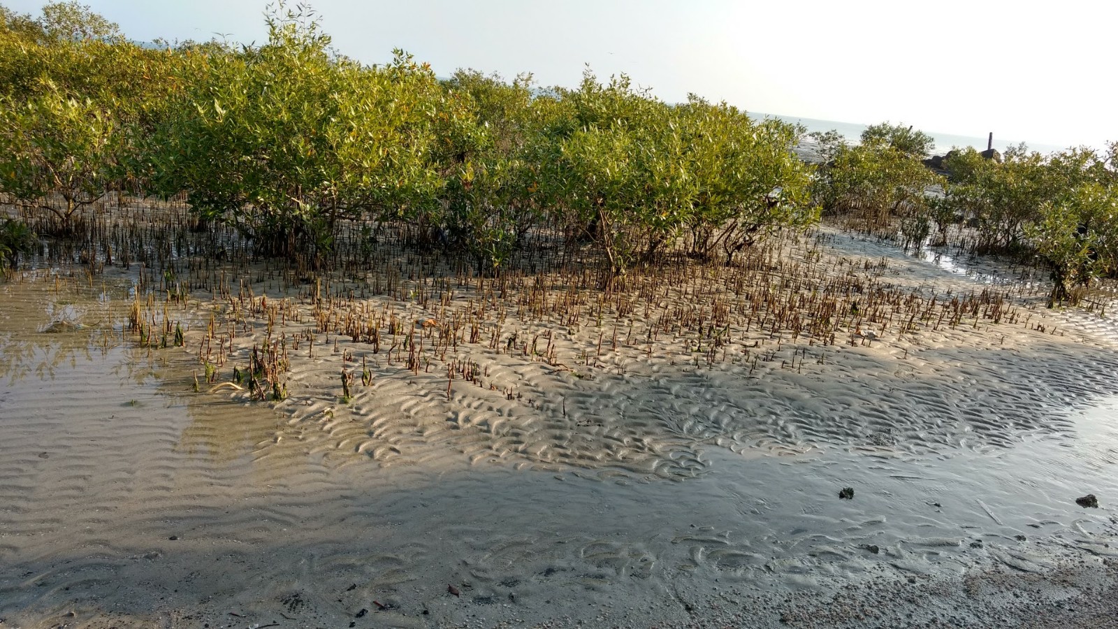 Pirotan Island Marine Reserve Gujarat India