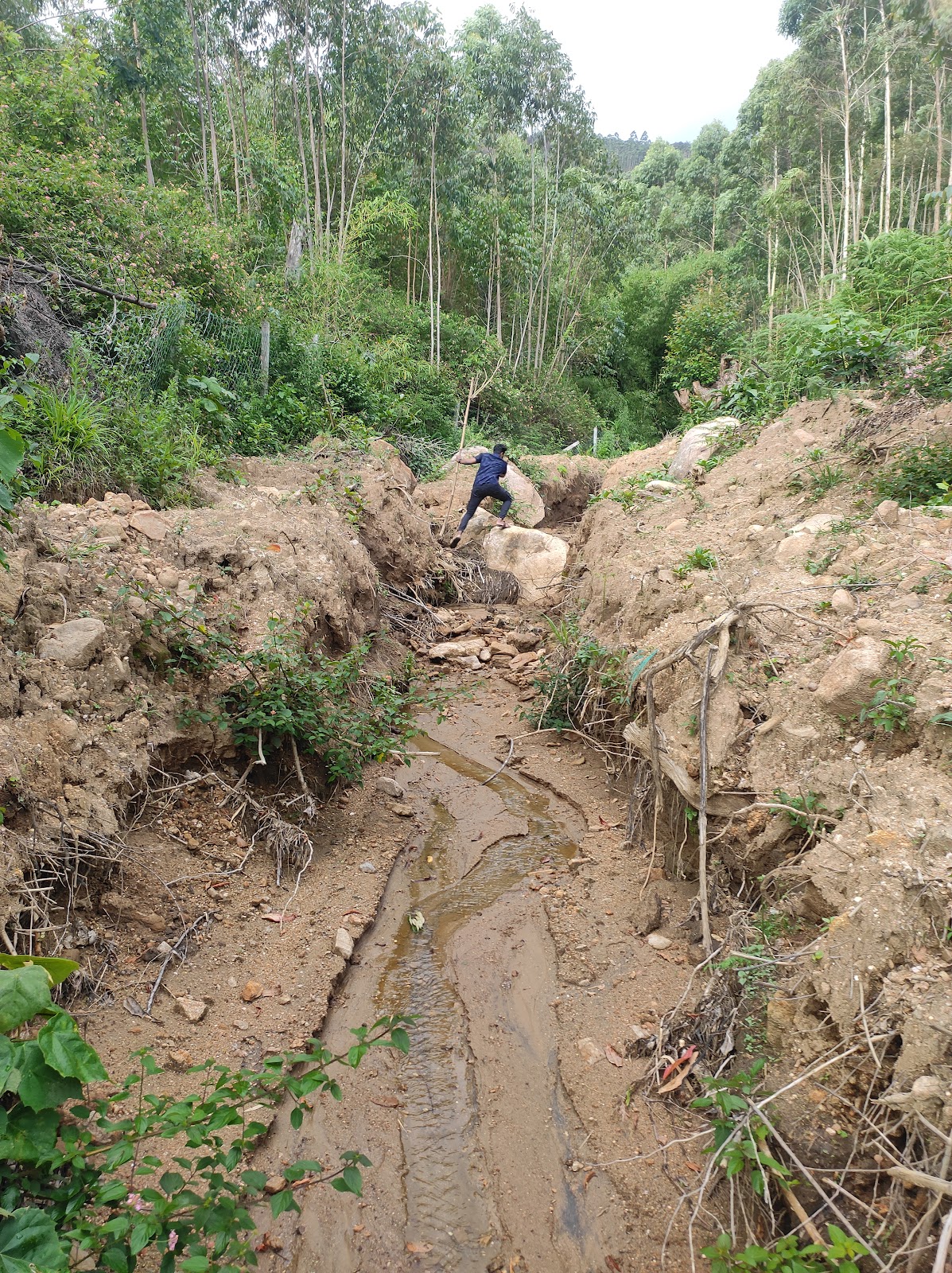 Marayoor Sandalwood Forest